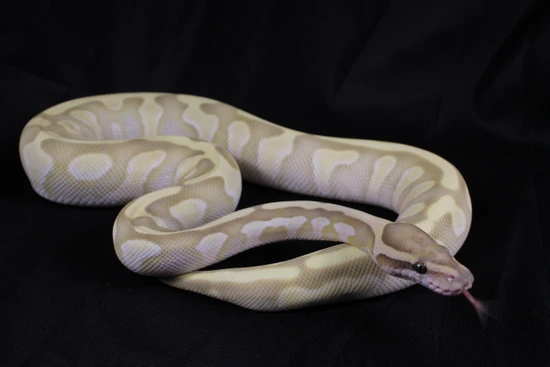 Butter Desert Ghost Ball Python by Hydra