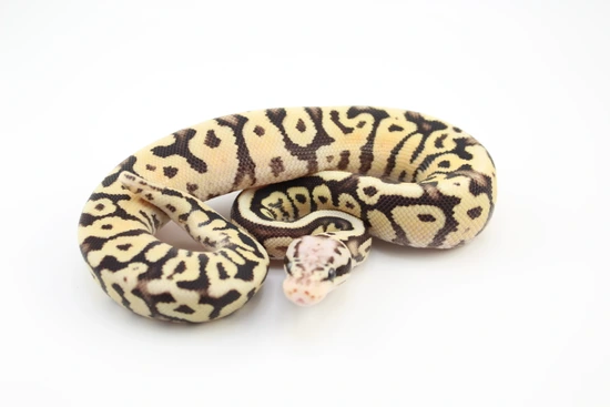 Fire Pastel Leopard Het Clown Ball Python by Hydra