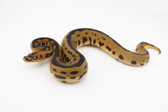 Leopard Clown Het Pied Ball Python by Hydra