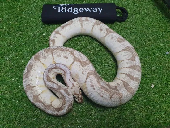 Lesser Spider Python Lesser Spider Pastel Pos Super Pastel Ball Python by Ridgeway Exotics