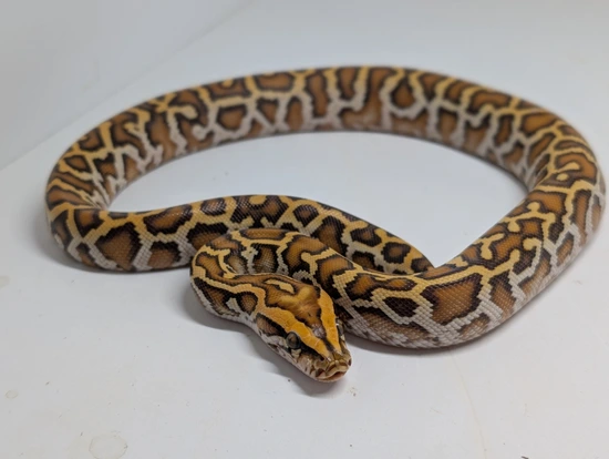 Caramel Het Pied Burmese Python by Ridgeway Exotics