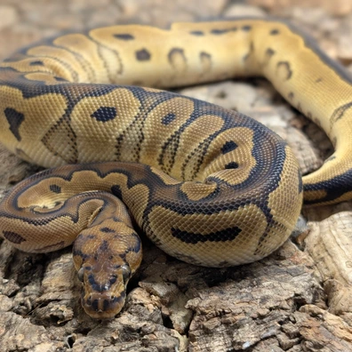 OD Clown Het Pied Ball Python - female for sale from Ridgeway Exotics