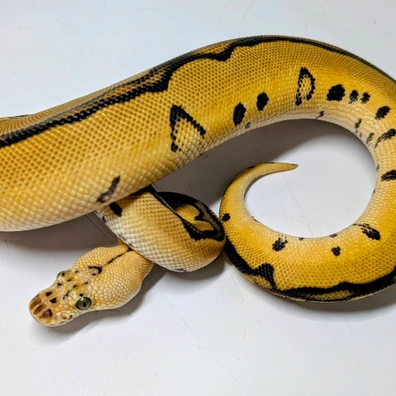 Leopard Pastel YB Clown Ball Python - male for sale from Ridgeway Exotics