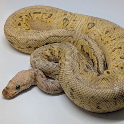 Super Pastel Red Stripe Clown Ball Python - female for sale from Ridgeway Exotics