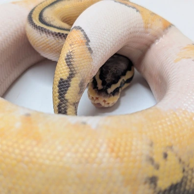 Super Pastel Pied Het Clown Hypo Ball Python - female for sale from Ridgeway Exotics