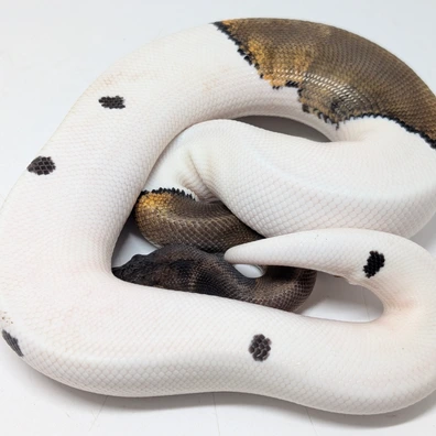 GHI Mahogany Pied Ball Python - male for sale from Ridgeway Exotics