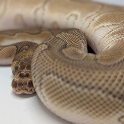 Mojave Enchi Clown PH Hypo Ball Python - female for sale from Ridgeway Exotics