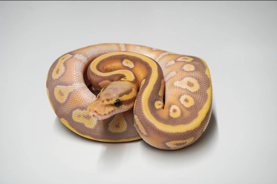 Pastel Black Head Mojave Banana Ball Python by Righteous Reptiles and ...