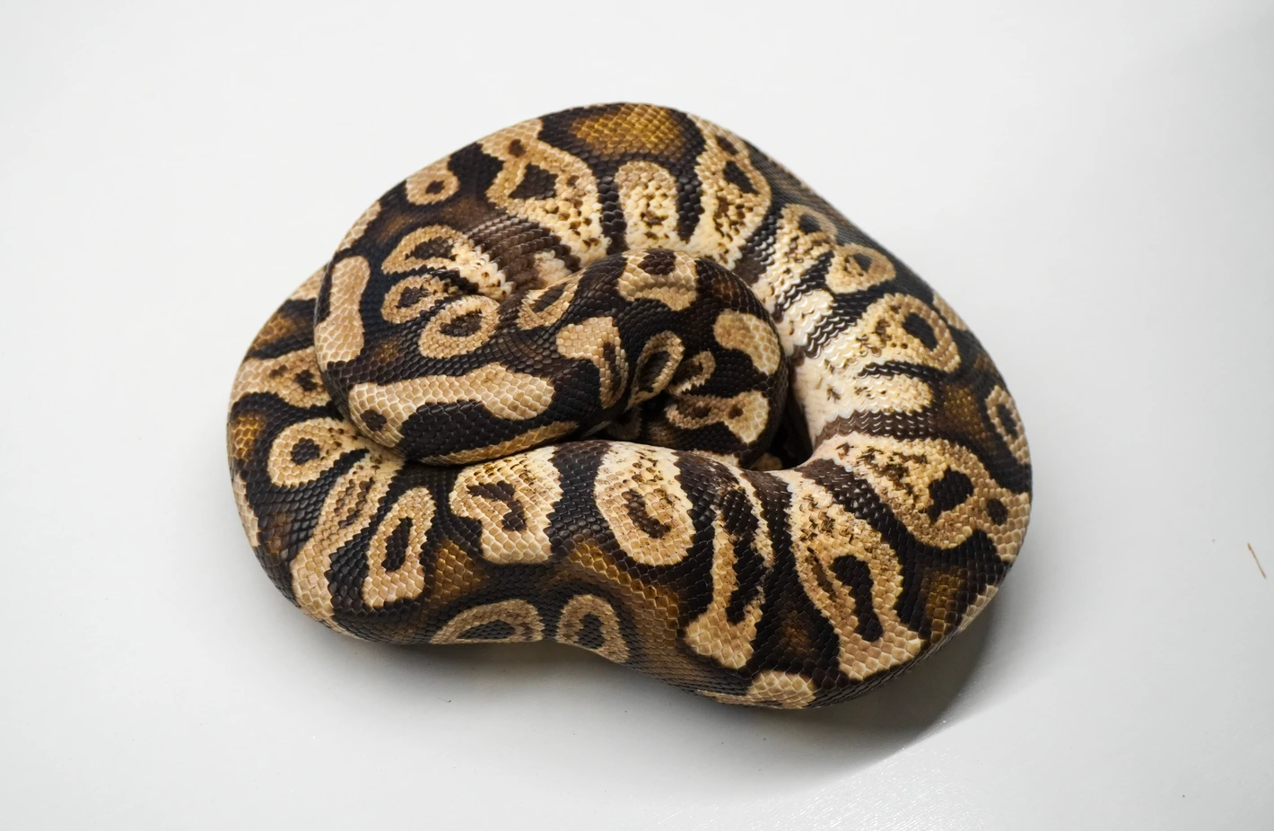 Pastel GHI Hurricane Ball Python by Righteous Reptiles and Rodents