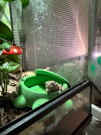 Blue Eyed Honey Whites Tree Frog White's Tree Frog by Riley’s Ribbiting ...