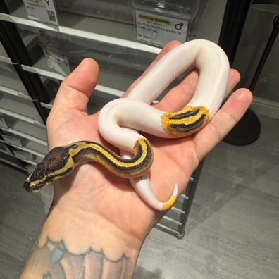 Orange Dream Poss Disco Pied