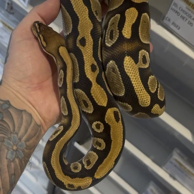 Cypress Double Het Hypo Clown Ball Python - male for sale from Monstamorphs