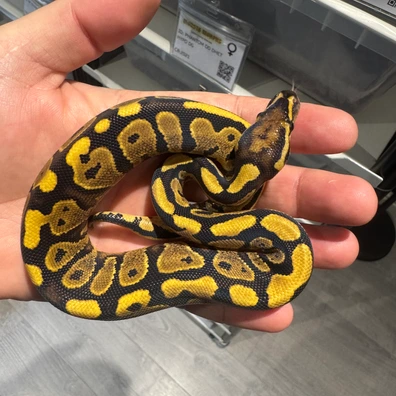 Vanilla Yellow Belly Het DG Ball Python - female for sale from Monstamorphs