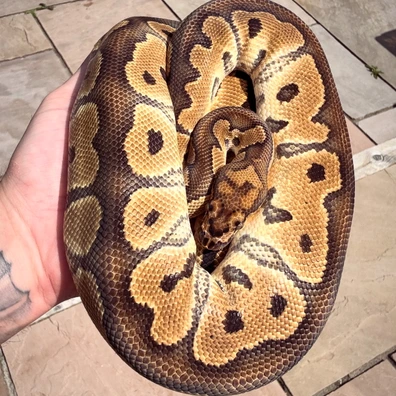 Redstripe Clown Ball Python - male for sale from Monstamorphs
