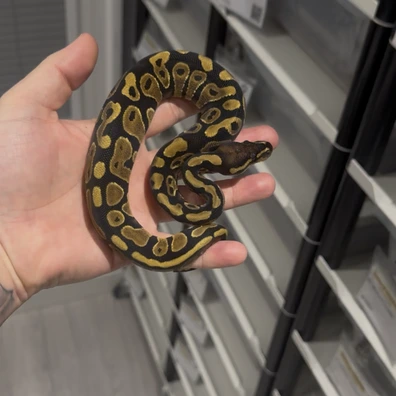 Chocolate Poss Yb Het DG Ball Python - female for sale from Monstamorphs