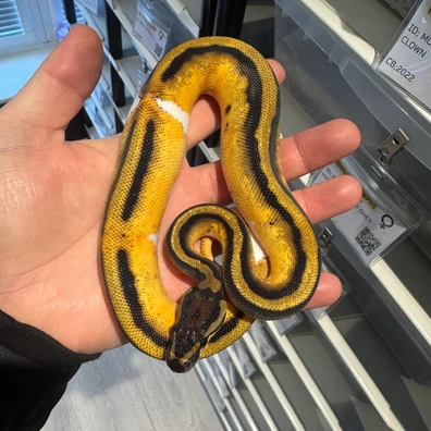 Orange Dream Pied Ball Python - male for sale from Monstamorphs