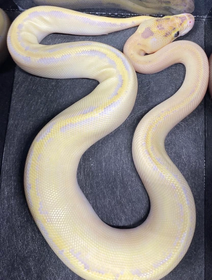 Leopard Ivory Ball Python by Richard Jones Reptiles