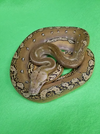 Platinum Phantom Het Albino/mocha Poss Hypo Reticulated Python by ...