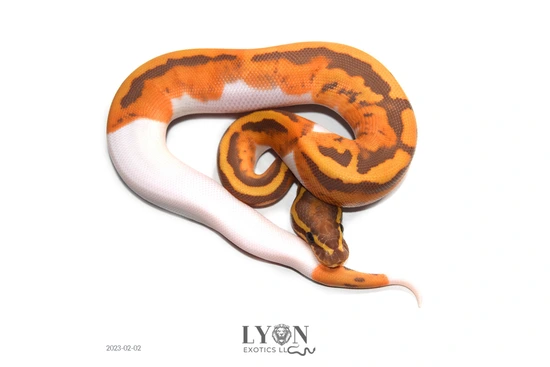 600g Ball Python 600g Ultramel Pied Ball Python by LYON Exotics LLC