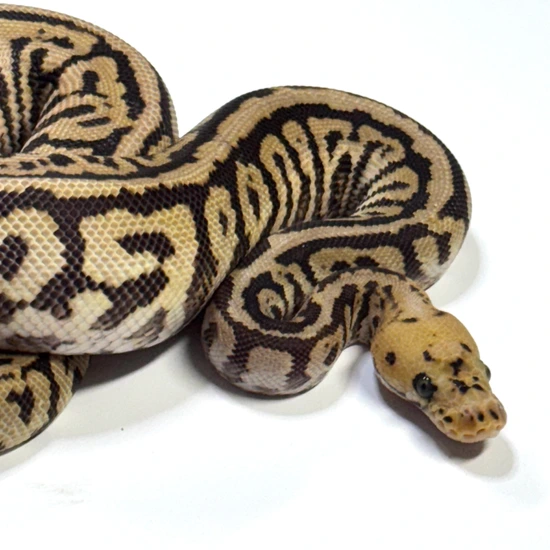 Redstripe Powerball Clown Ball Python by LYON Exotics LLC