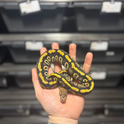 Chocolate Cypress Het Clown PH Hypo
