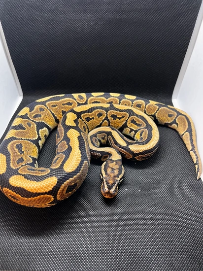 Spotnose POS DH Puzzle Hypo Ball Python by RO’s Reptiles