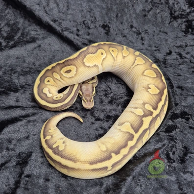 Butter Super Pastel (Confusion) Het. Candy Ph. Pied