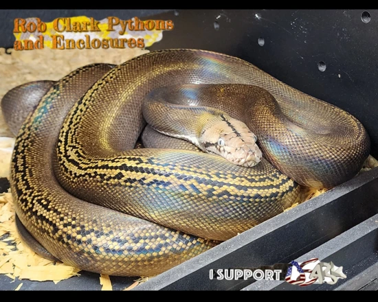 2019 Proven Male Goldenchild Tiger Reticulated Python by Rob Clark Pythons