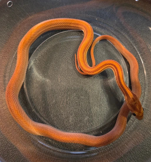 Amel Vanishing Stripe Corn Snake by Roberts' Reptiles Colubrids and Isopods
