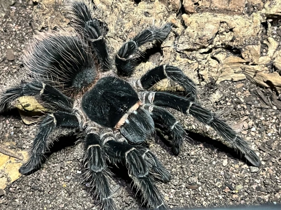 Lasiodora Parahybana (Brazilian Salmon Pink) Tarantula by Robin Exotics