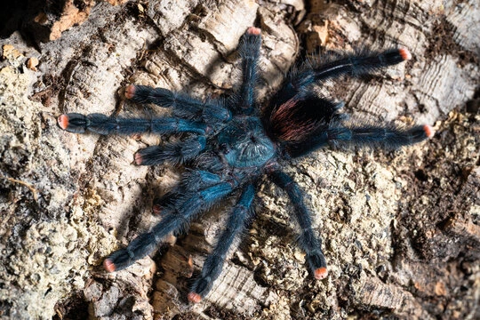 Avicularia Avicularia(Guyana Pinktoe) Tarantula by Robin Exotics