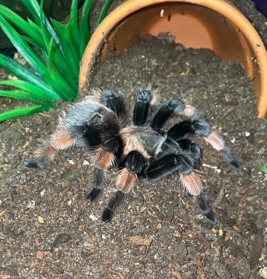 Mexican Red Leg Tarantula (Brachypelma Emilia) by Robin Exotics
