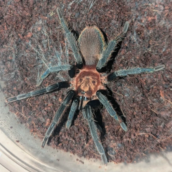 Holothele Longipes (Trinidad Pink Tarantula) by Robin Exotics