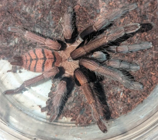 Chilobrachys Fimbriatus (Indian Violet Tarantula ) by Robin Exotics