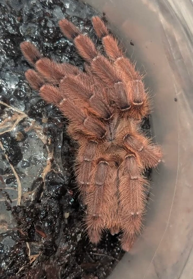 Aspinochilus Sp Rufus (Peach Earth Tiger ) Ex Phormingochilus Tarantula ...