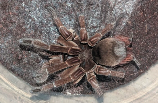 Theraphosa Stirmi(Goliath Birdeater Tarantula) by Robin Exotics