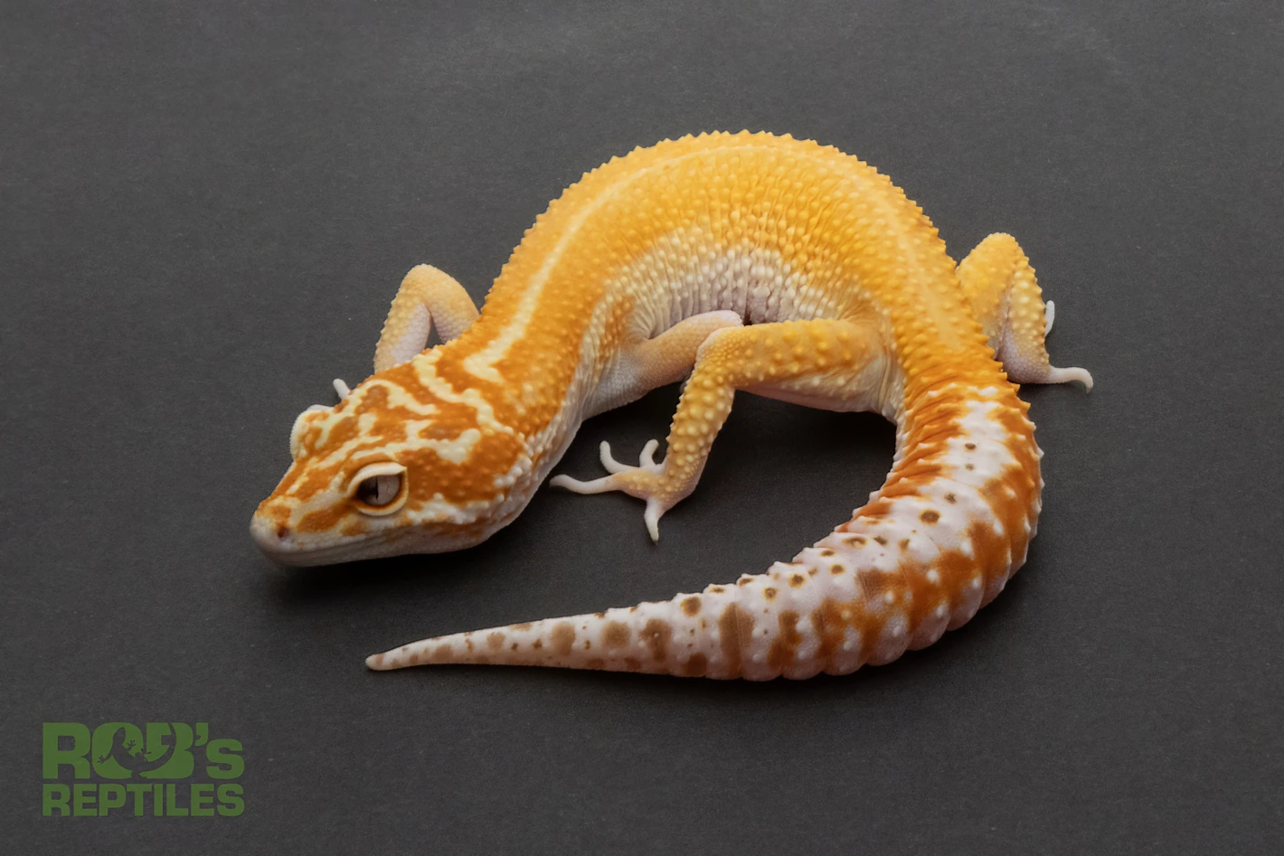 Tangerine RAPTOR/Tremper Albino Eclipse Leopard Geckos by