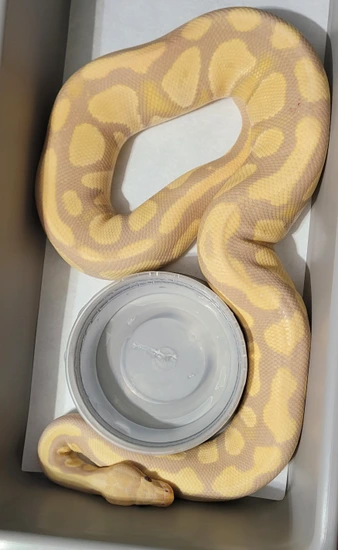 Candy Ball Python by 495 Reptiles