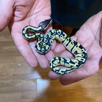 Yellow Belly (Poss Pastel)