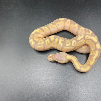 Banana Pastel Yellow Belly