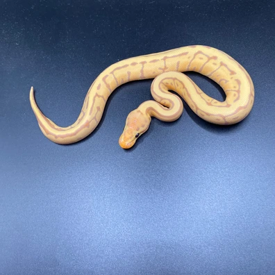 Banana Pinstripe Leopard