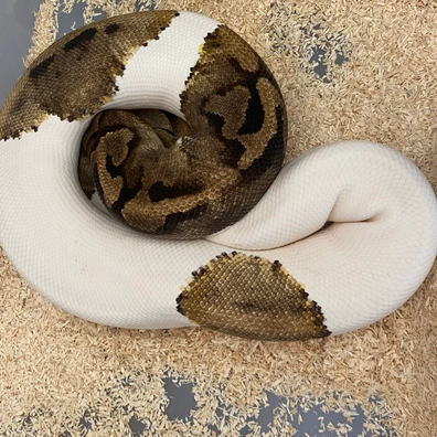 Yellowbelly Piebald Proven Breeder Ball Python - female for sale from Rockeye Royals