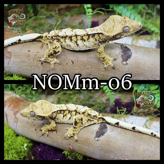 High Coverage Extreme Crested Gecko by Rockstar Geckos