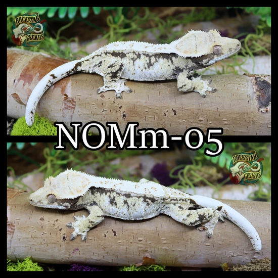 Beautiful Extreme Crested Gecko by Rockstar Geckos