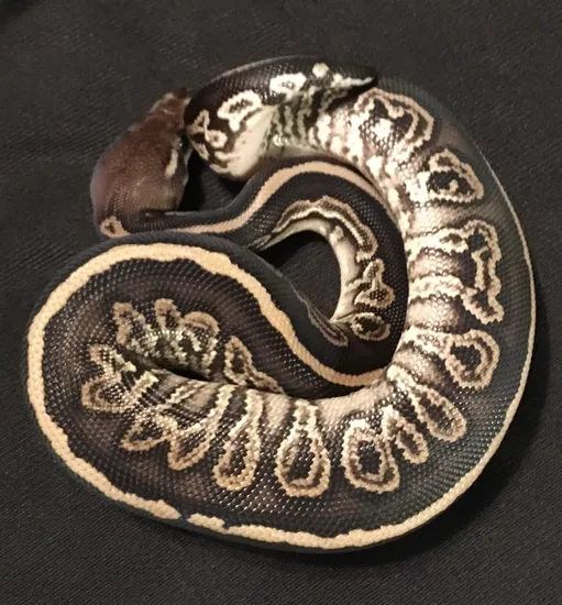Onyx Ball Python by Rodney Atkinson Ball Pythons
