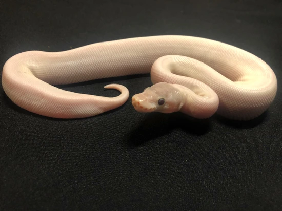 Super Mojave Ball Python by RMsNightstalkers