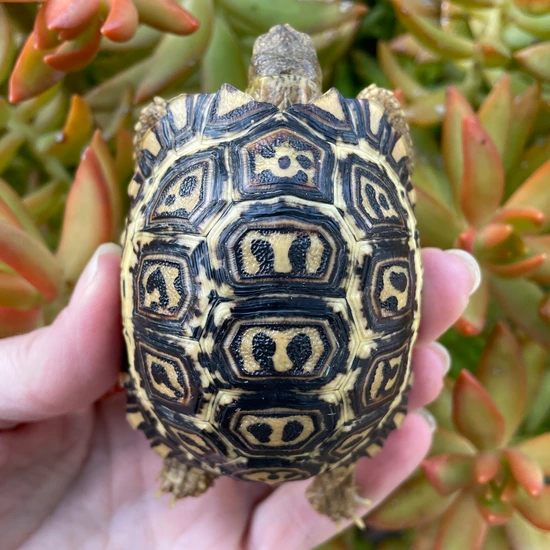South African Leopard Tortoise #4 by Rodriguez Chelonians