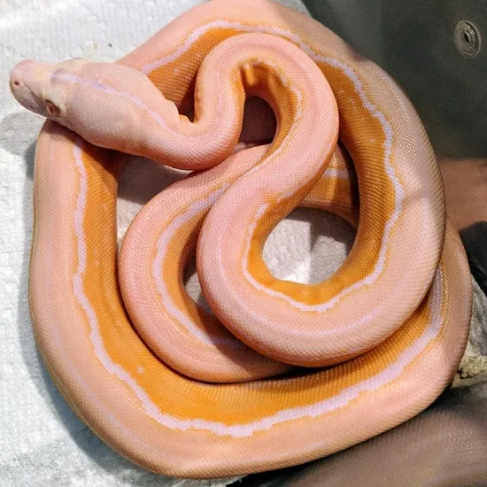 Lavender Motley Tiger Reticulated Python by R.O.G Reptiles