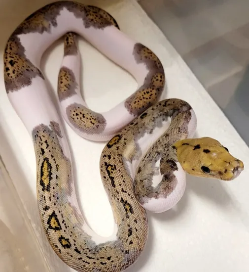 Pied Tiger Pos Het Albino Reticulated Python by R.O.G Reptiles