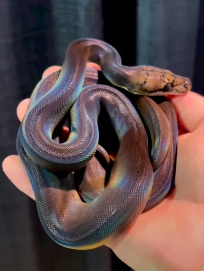 Motley Golden Child Het Purple Reticulated Python by R.O.G Reptiles